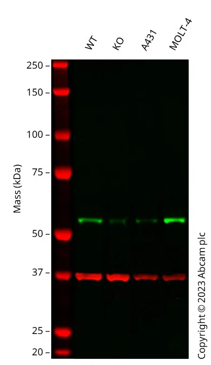Western blot - Anti-GAPDH antibody [6C5] - Loading Control (AB8245)