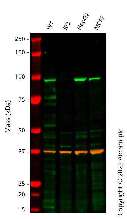 Western blot - Anti-GAPDH antibody [6C5] - Loading Control (AB8245)