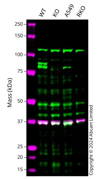 Western blot - Anti-GAPDH antibody [6C5] - Loading Control (AB8245)