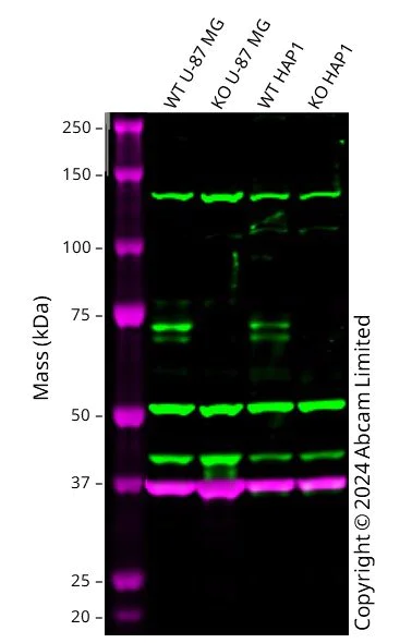Western blot - Anti-GAPDH antibody [6C5] - Loading Control (AB8245)