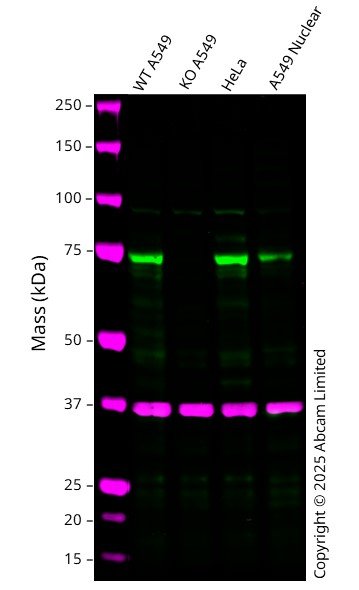 Western blot - Anti-GAPDH antibody [6C5] - Loading Control (ab8245), expandable thumbnail