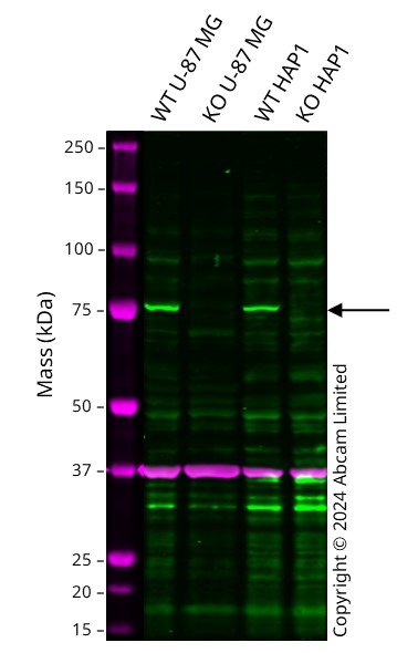 Western blot - Anti-GAPDH antibody [6C5] - Loading Control (ab8245), expandable thumbnail