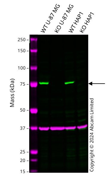 Western blot - Anti-GAPDH antibody [6C5] - Loading Control (ab8245), expandable thumbnail