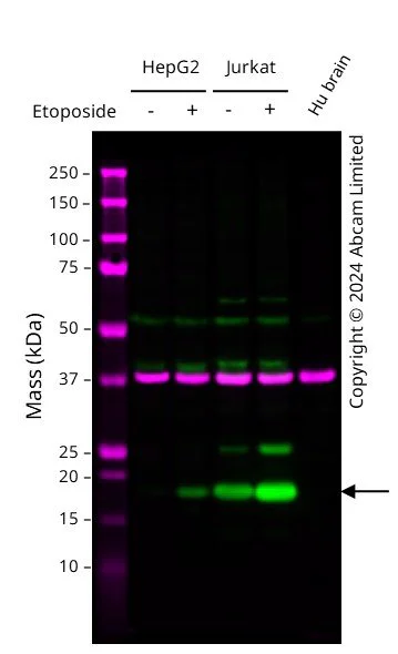 Western blot - Anti-GAPDH antibody [6C5] - Loading Control (AB8245)