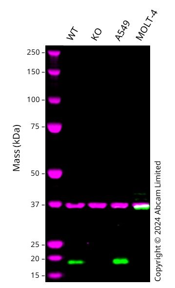 Western blot - Anti-GAPDH antibody [6C5] - Loading Control (ab8245), expandable thumbnail
