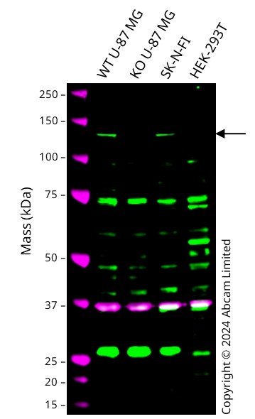 Western blot - Anti-GAPDH antibody [6C5] - Loading Control (ab8245), expandable thumbnail
