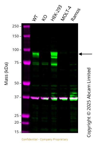 Western blot - Anti-GAPDH antibody [6C5] - Loading Control (ab8245), expandable thumbnail