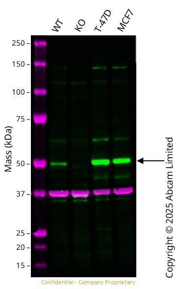 Western blot - Anti-GAPDH antibody [6C5] - Loading Control (ab8245), expandable thumbnail