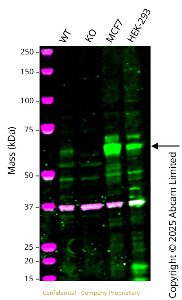 Western blot - Anti-GAPDH antibody [6C5] - Loading Control (ab8245), expandable thumbnail
