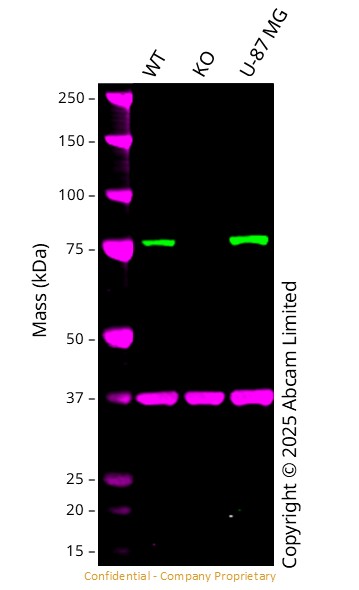 Western blot - Anti-GAPDH antibody [6C5] - Loading Control (ab8245), expandable thumbnail