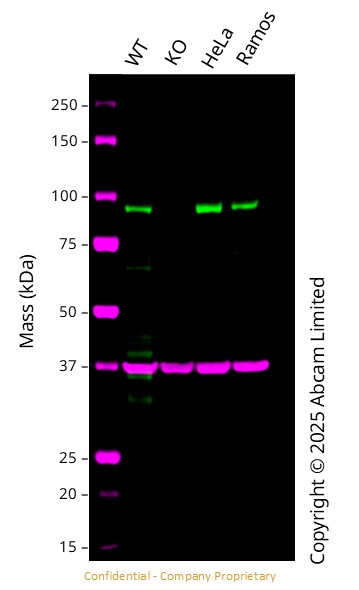 Western blot - Anti-GAPDH antibody [6C5] - Loading Control (ab8245), expandable thumbnail