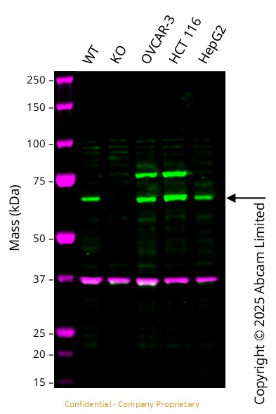 Western blot - Anti-GAPDH antibody [6C5] - Loading Control (ab8245), expandable thumbnail