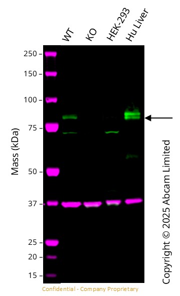 Western blot - Anti-GAPDH antibody [6C5] - Loading Control (ab8245), expandable thumbnail