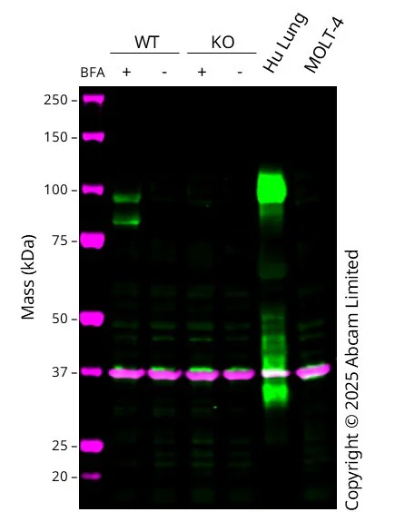 Western blot - Anti-GAPDH antibody [6C5] - Loading Control (AB8245)