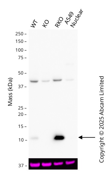 Western blot - Anti-GAPDH antibody [6C5] - Loading Control (ab8245), expandable thumbnail