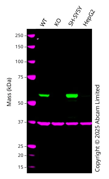 Western blot - Anti-GAPDH antibody [6C5] - Loading Control (AB8245)