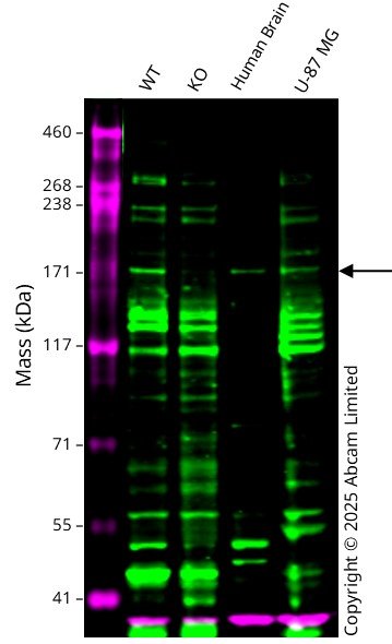 Western blot - Anti-GAPDH antibody [6C5] - Loading Control (ab8245), expandable thumbnail