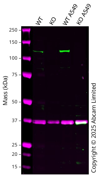 Western blot - Anti-GAPDH antibody [6C5] - Loading Control (ab8245), expandable thumbnail