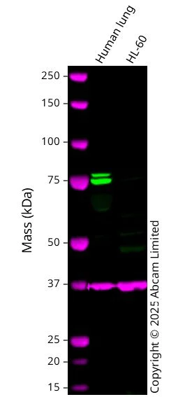 Western blot - Anti-GAPDH antibody [6C5] - Loading Control (AB8245)