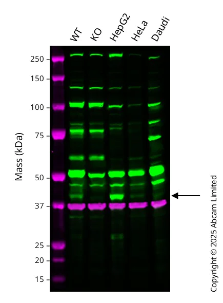 Western blot - Anti-GAPDH antibody [6C5] - Loading Control (AB8245)