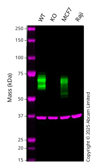 Western blot - Anti-GAPDH antibody [6C5] - Loading Control (AB8245)