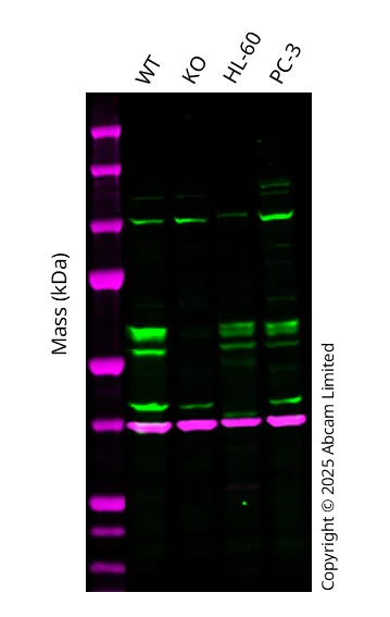 Western blot - Anti-GAPDH antibody [6C5] - Loading Control (AB8245)