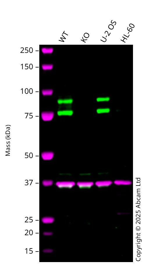 Western blot - Anti-GAPDH antibody [6C5] - Loading Control (AB8245)