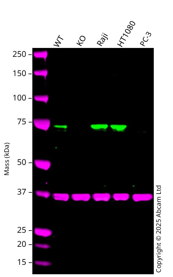 Western blot - Anti-GAPDH antibody [6C5] - Loading Control (AB8245)