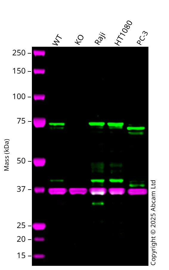 Western blot - Anti-GAPDH antibody [6C5] - Loading Control (AB8245)