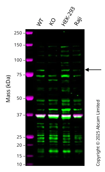 Western blot - Anti-GAPDH antibody [6C5] - Loading Control (AB8245)