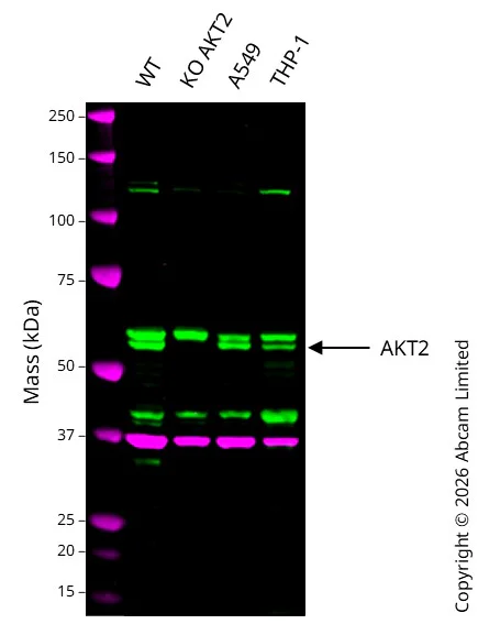 Western blot - Anti-GAPDH antibody [6C5] - Loading Control (AB8245)