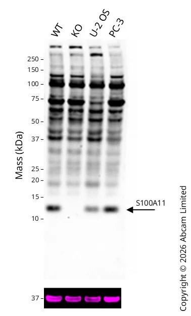 Western blot - Anti-GAPDH antibody [6C5] - Loading Control (AB8245)