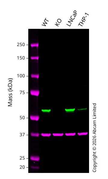 Western blot - Anti-GAPDH antibody [6C5] - Loading Control (AB8245)