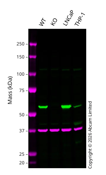 Western blot - Anti-GAPDH antibody [6C5] - Loading Control (AB8245)