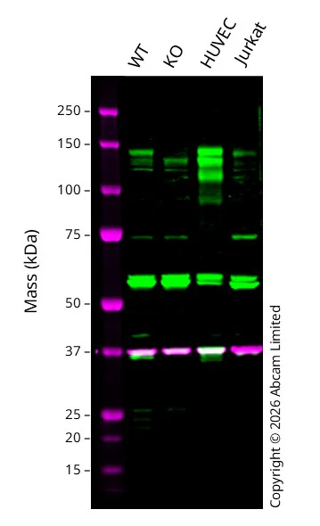 Western blot - Anti-GAPDH antibody [6C5] - Loading Control (AB8245)