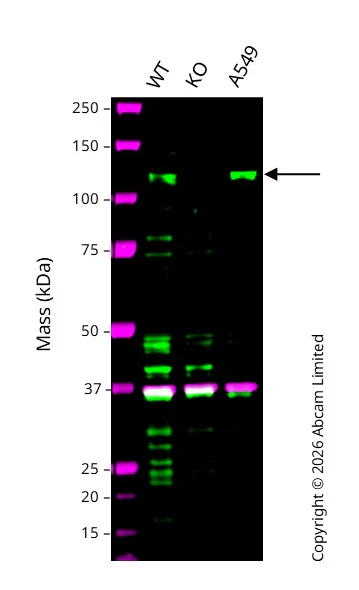 Western blot - Anti-GAPDH antibody [6C5] - Loading Control (AB8245)
