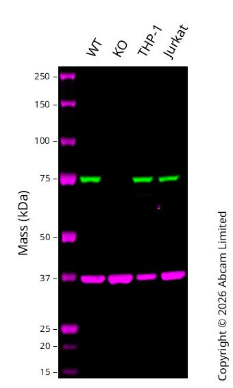 Western blot - Anti-GAPDH antibody [6C5] - Loading Control (AB8245)