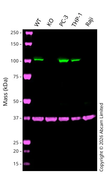 Western blot - Anti-GAPDH antibody [6C5] - Loading Control (AB8245)