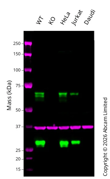 Western blot - Anti-GAPDH antibody [6C5] - Loading Control (AB8245)