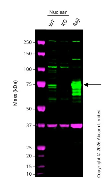 Western blot - Anti-GAPDH antibody [6C5] - Loading Control (AB8245)