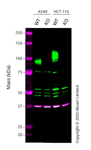Western blot - Anti-GAPDH antibody [6C5] - Loading Control (AB8245)