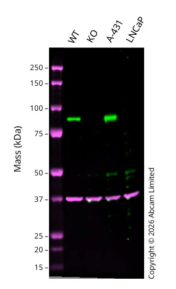 Western blot - Anti-GAPDH antibody [6C5] - Loading Control (AB8245)
