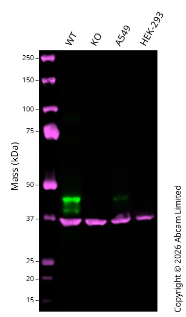 Western blot - Anti-GAPDH antibody [6C5] - Loading Control (AB8245)