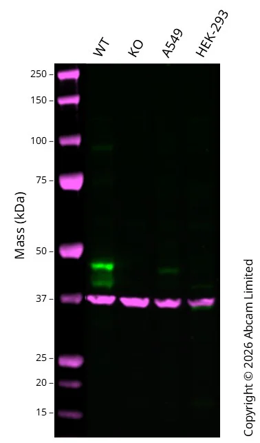 Western blot - Anti-GAPDH antibody [6C5] - Loading Control (AB8245)