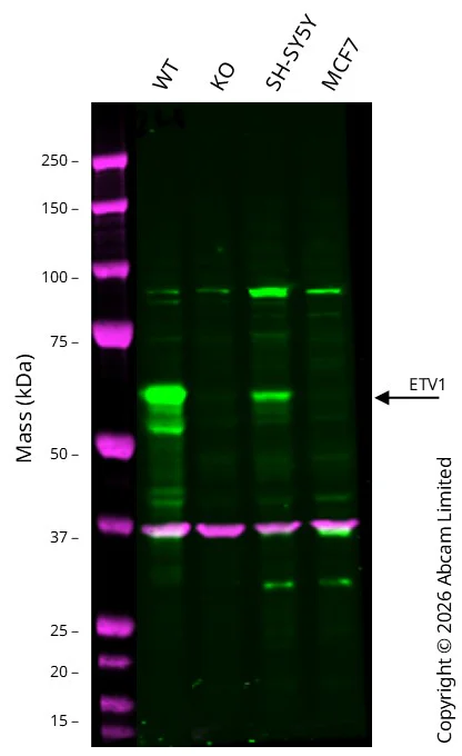 Western blot - Anti-GAPDH antibody [6C5] - Loading Control (AB8245)
