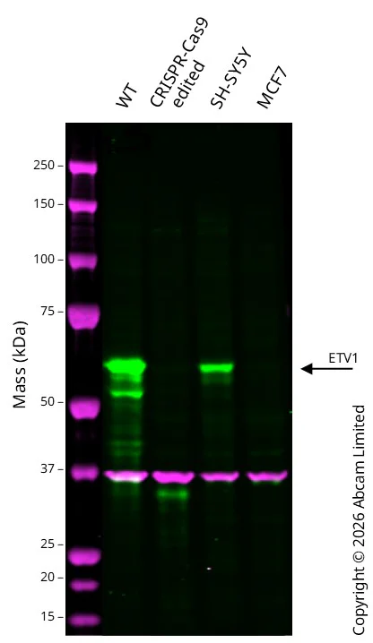 Western blot - Anti-GAPDH antibody [6C5] - Loading Control (AB8245)