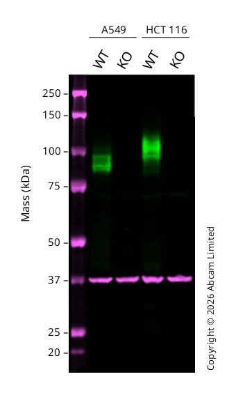 Western blot - Anti-GAPDH antibody [6C5] - Loading Control (AB8245)