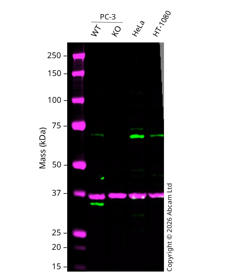 Western blot - Anti-GAPDH antibody [6C5] - Loading Control (AB8245)