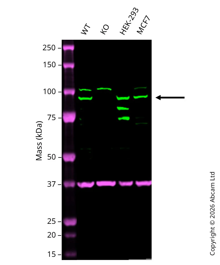 Western blot - Anti-GAPDH antibody [6C5] - Loading Control (AB8245)