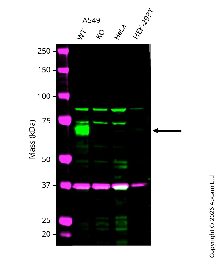 Western blot - Anti-GAPDH antibody [6C5] - Loading Control (AB8245)